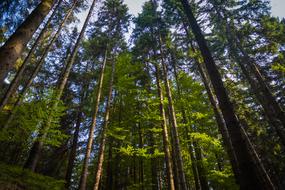 Forest The Giant Mountains Nature