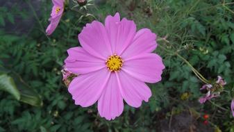 Cosmea Merchant Louis Moss Little