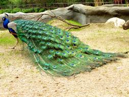 prodigious Peacock Male Bird