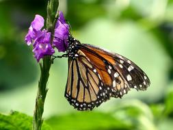 gorgeous Butterfly Insect Costa Rica