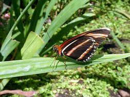 Close-up of the colorful and beautiful, patterned butterfly on the green plant in Costa Rica