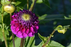 Dahlia Flower Blossom