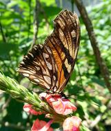 closeup picture of tiger butterfly on a pink flower on Costa Rica