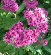 Flower Plant Summer