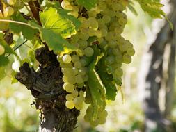 ripe green grapes in the garden