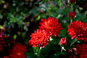 Plant Flower Mum