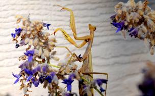 Insect Praying Mantis