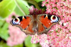 peacock butterfly on a pink meadow flower