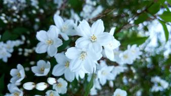 After White Flower Summer