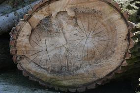 Nature Tree Chestnut