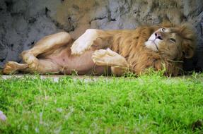Lion lays on his side at stone wall in zoo