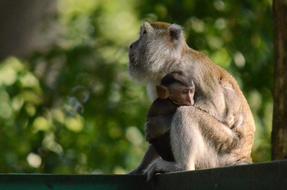 portrait of the incredible Wild Monkey Animal