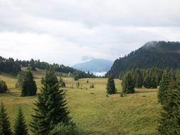 Mountain Fir Landscape