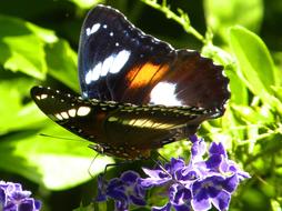 incredibly black Butterfly