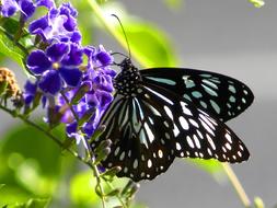 blue tiger Butterfly feeding on flowers