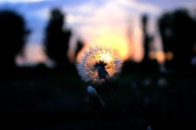 Dandelion Nature Evening