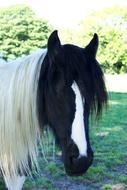 Horse Cob