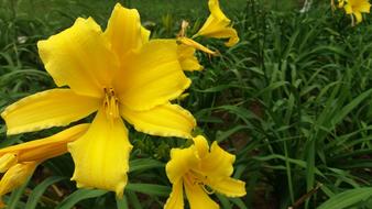 Lily Flowers Yellow