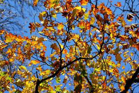 Autumn Leaves Maple Golden