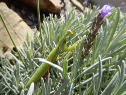 Mantis on lavender plant