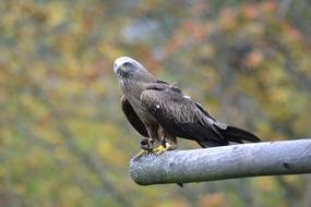 perched bird of prey outside