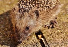 cute hedgehog in the garden