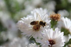 bee on the white meadow flower