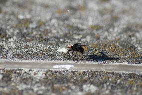 Fly Insect on a blurred background