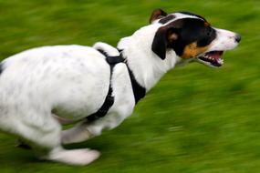 Jack Russell Terrier Dog in motion on a blurred background
