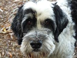 spotted dog close up