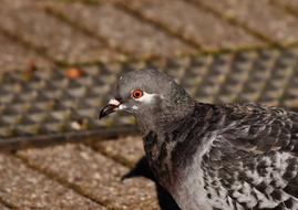 amazing City Pigeon Foraging