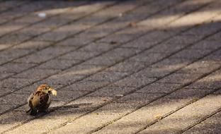 prodigious Sparrow Bird Small