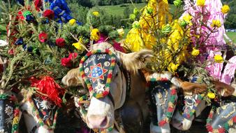 white cow decorated with flowers