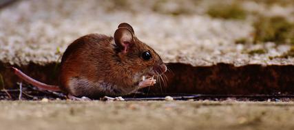 prodigious Mouse Rodent