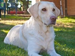 white labrador lies on a green lawn