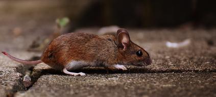 brown rodent on stones close up