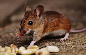 forest brown mouse and nuts