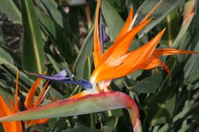 exotic plant with orange flower