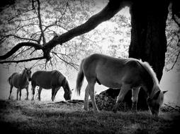 Trunk Horse