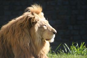 incredible Leon Animal Mane