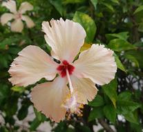 Hibiscus Flower Petal