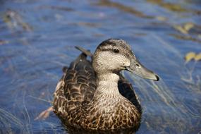 gray brown duck on the lake