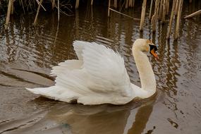 Swan Animals Waterfowl Whooper