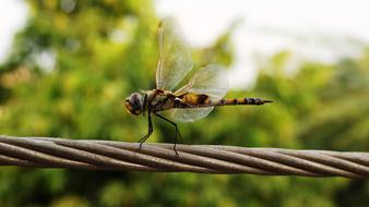 Close-up of the colorful, patterned dragonfly, on the rope, at blurred background with the colorful plants