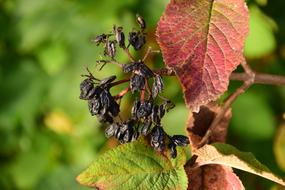 Autumn Berries Nature