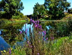 Flowers Lake Nature