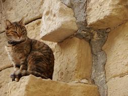 cat on a stone wall