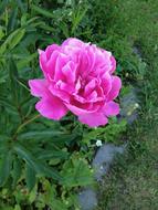 Flower Harz