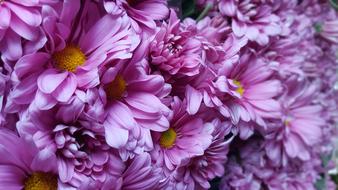 Flower Plant Nature Flowers