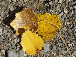 three autumn leaves on the ground illuminated by the sun
